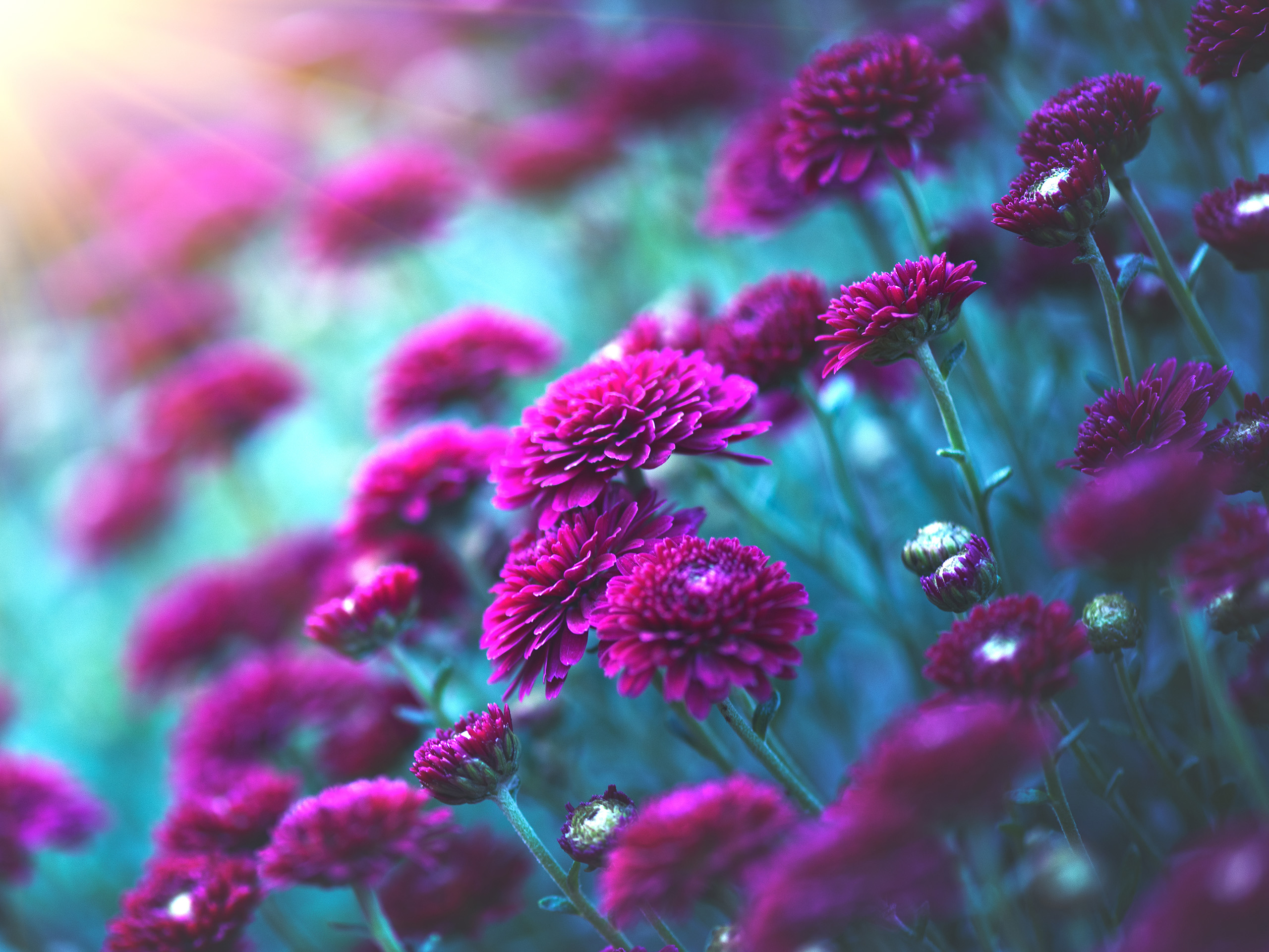 cvecinja za karuzela